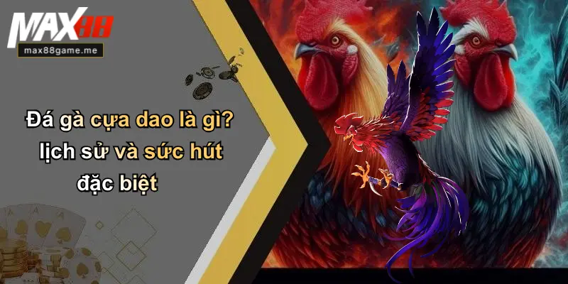 Đá gà cựa dao là gì? lịch sử và sức hút đặc biệt