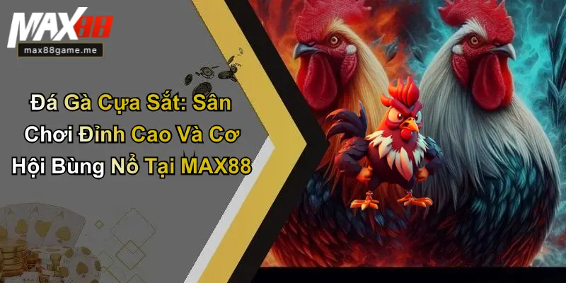 Đá gà cựa sắt