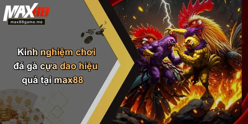 Kinh nghiệm chơi đá gà cựa dao hiệu quả tại max88