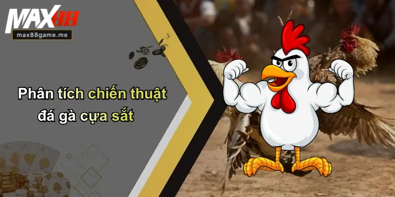 Phân tích chiến thuật đá gà cựa sắt