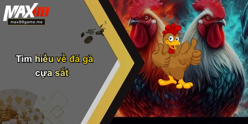 Tìm hiểu về đá gà cựa sắt