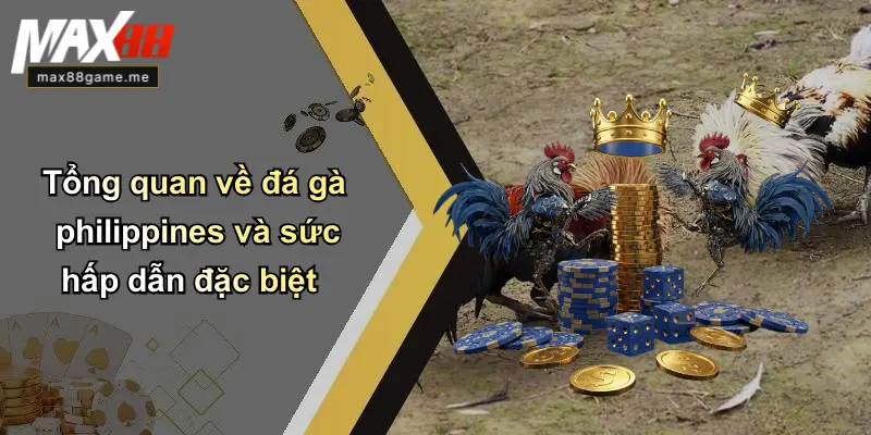 Tổng quan về đá gà philippines và sức hấp dẫn đặc biệt